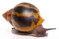 Achatina achatina achatina Ghana typ 1e semiadult, 9,2cm